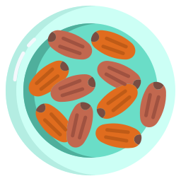 Palm fruit icon