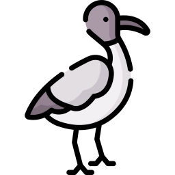 Ibis icon