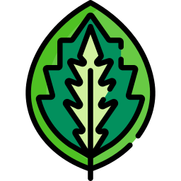 Calathea icon