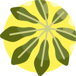 schefflera icon