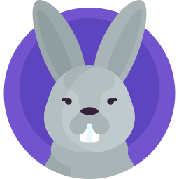 lapin Icône