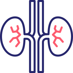 Kidneys icon