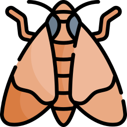 Moth icon