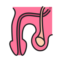 penis icon