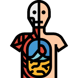 Anatomy icon