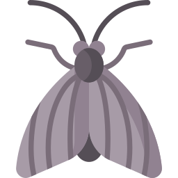 Moth icon