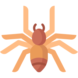 Spider icon