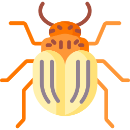 Colorado beetle icon