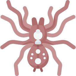 spinne icon