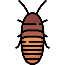 Madagascar hissing cockroach icon