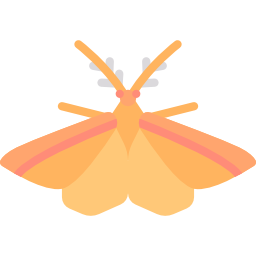 Moth icon