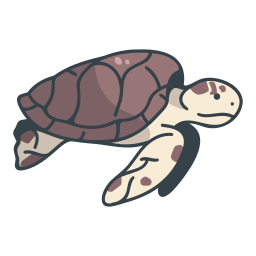 Turtle icon