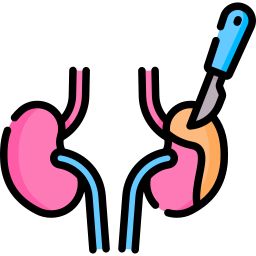 Kidney icon