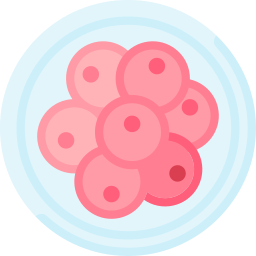 zygote icon