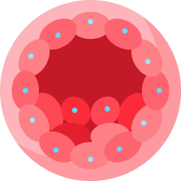 zygote Icône