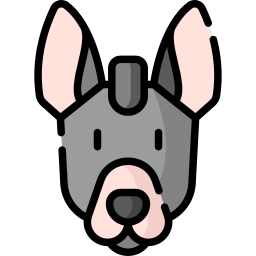 xoloitzcuintle Icône