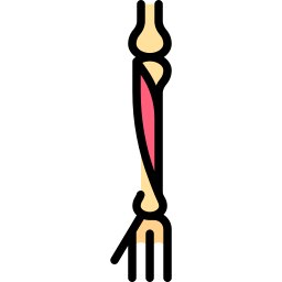 Extensor digitorum longus icon