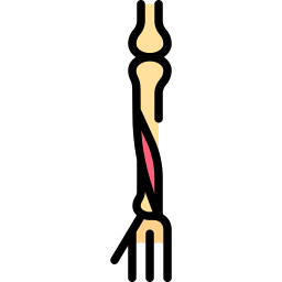 musculus extensor hallucis longus icon