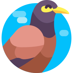 Myna icon