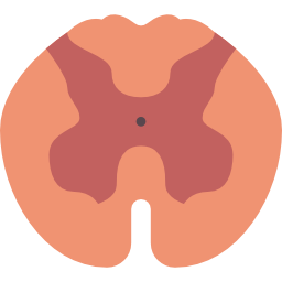 Spinal cord icon