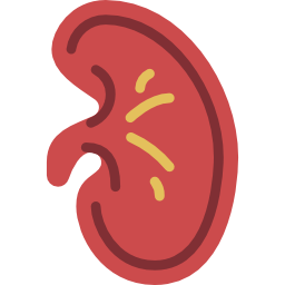 Kidney icon