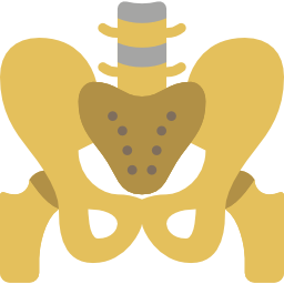 Pelvis icon