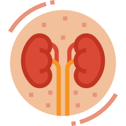 Kidney icon