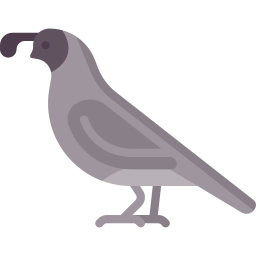 Quail icon