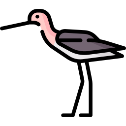 Avocet icon