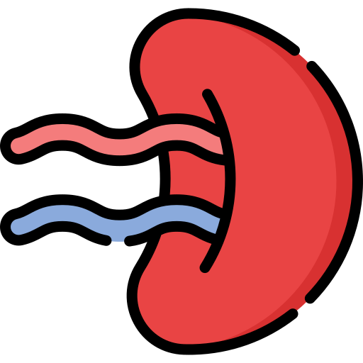 Spleen Special Lineal color icon