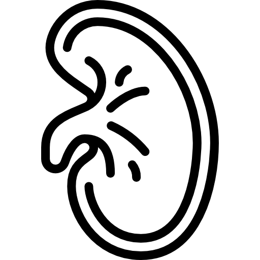 Kidney Basic Miscellany Lineal icon