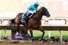 Citizen Bull goes gate-to-wire in the Breeders&#39; Cup Juvenile at Del Mar