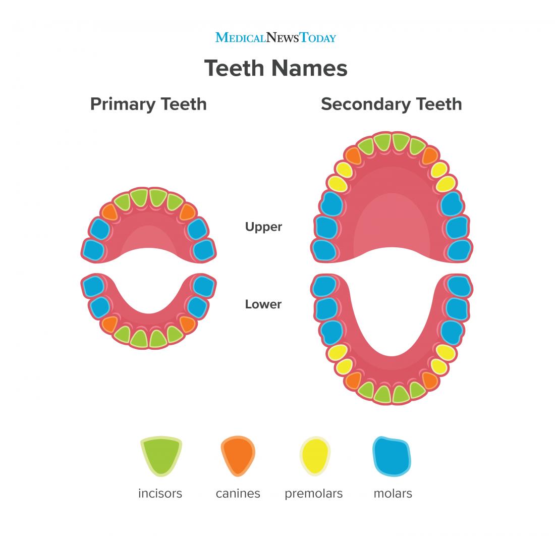 an infographic of teeth.