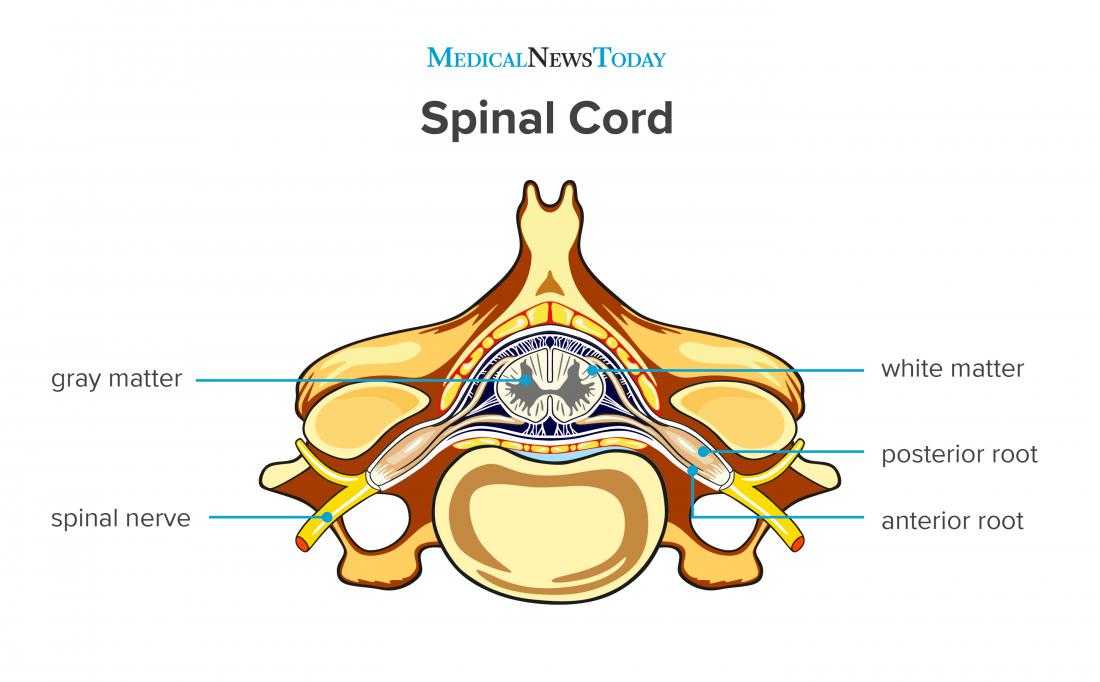a diagram of the spinal cord. 