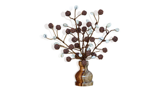 Rudraksha Tree (54 Beads Natural And Kaudi)