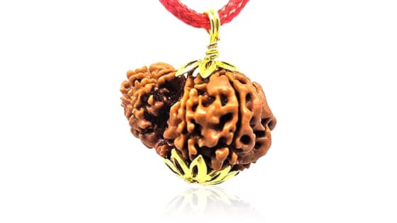 Garbh-Gauri Rudraksha - Lab Certified (Without Mala)