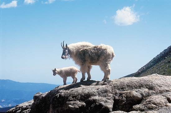 mountain goats on Mount Evans in Colorado