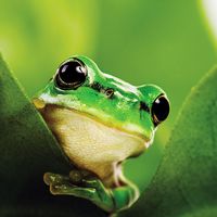 Black eyed tree frog (Agalychnis moreletii)