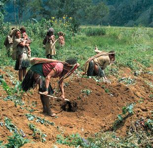 sweet potato farming, Papua New Guinea