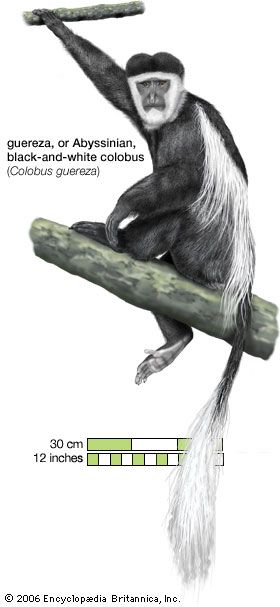 guereza (Colobus guereza)