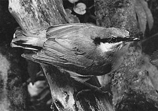 European nuthatch (Sitta europaea)