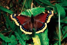 mourning cloak butterfly