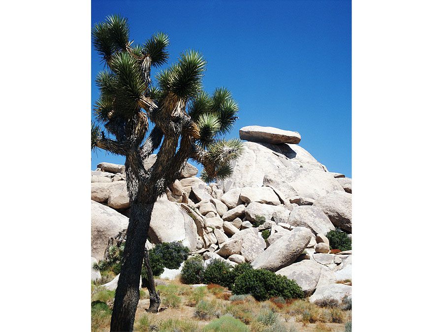 Joshua Tree National Park