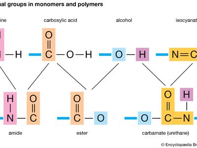 functional group: monomers and polymers