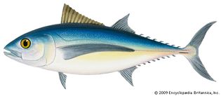 Albacore (Thunnus alalunga).