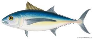 Albacore (Thunnus alalunga).