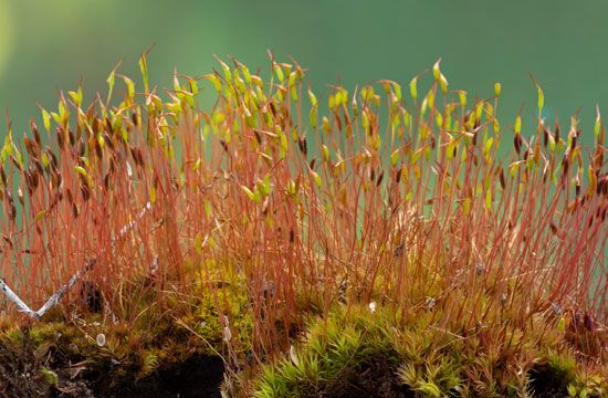 sporophyte