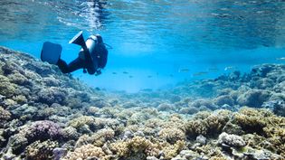 Learn about the conservation efforts to protect the marine ecosystem of the St. Anne Marine National Park, Seychelles