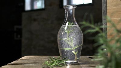 Rosemary: Health benefits, superstitions, & culinary uses