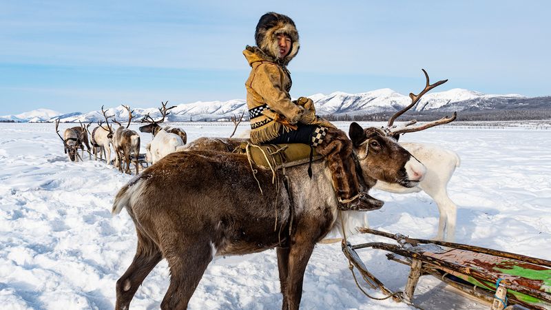 Siberian Yakut nomads and their reindeer herds